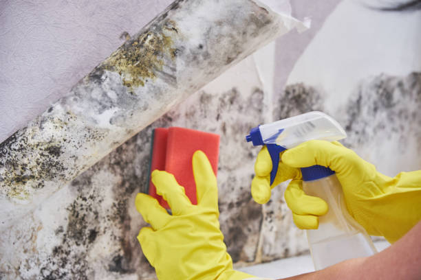 Best Asbestos and Lead Testing During Mold Inspection  in Spring Valley, IL